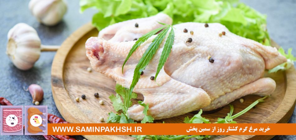 خرید مرغ گرم کشتار روز از سمین پخش 